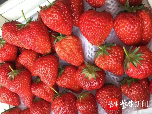 草莓官方視頻下載,平衡實施策略-U_v6.283